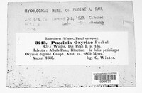 Puccinia oxyriae image